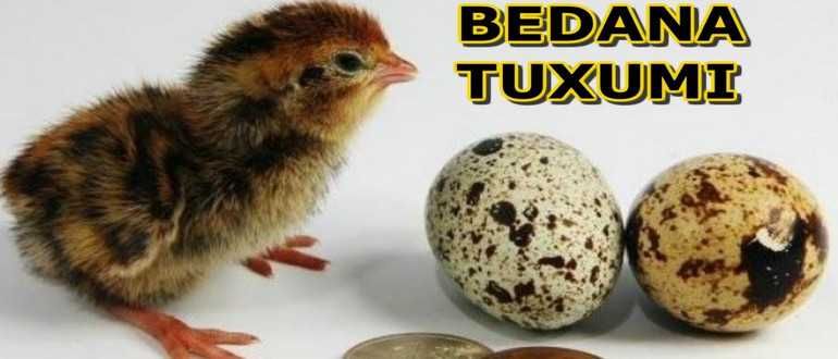 Bedana va Tovuq tuxumlari sotiladi