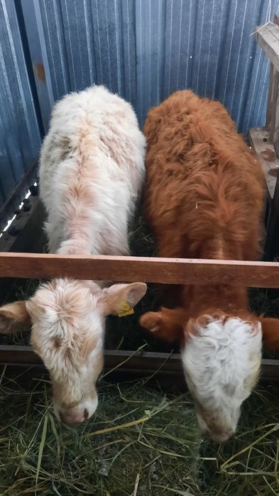 Прадам По 300000