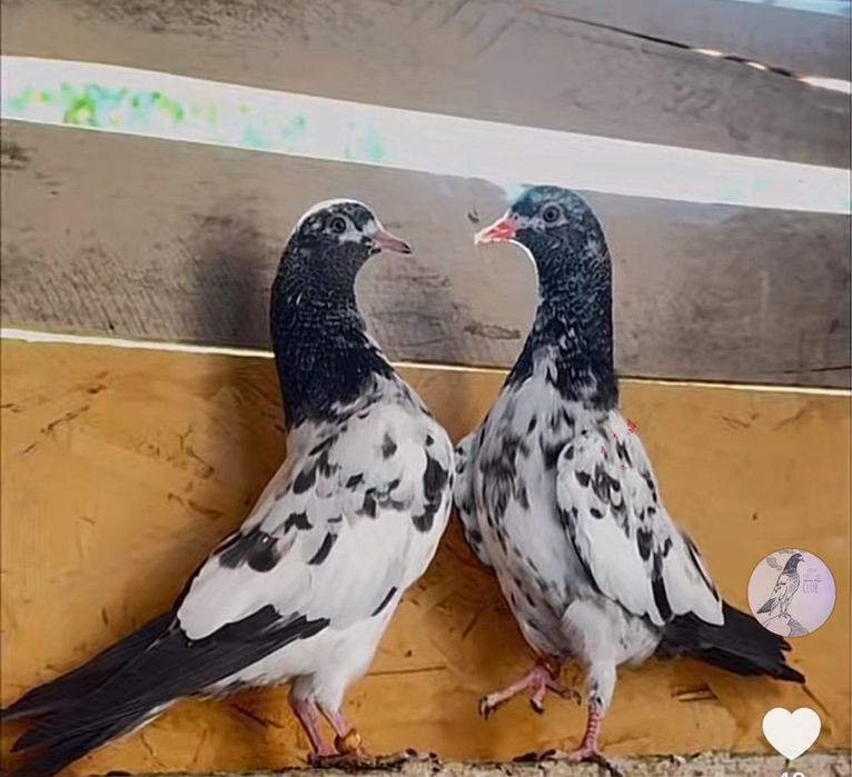 Продаю Пакистанские голубие Тедди Роял. Тедди