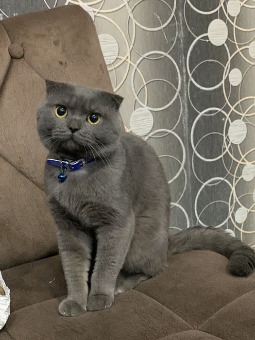 Скоттиш фолд, Scottish Fold