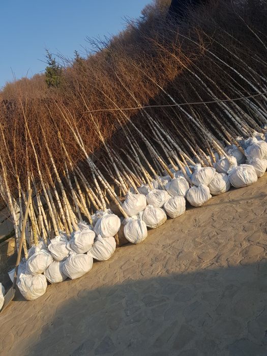 Mesteacăn coaja alba 2m-5m/ tei/ stejar/ platani