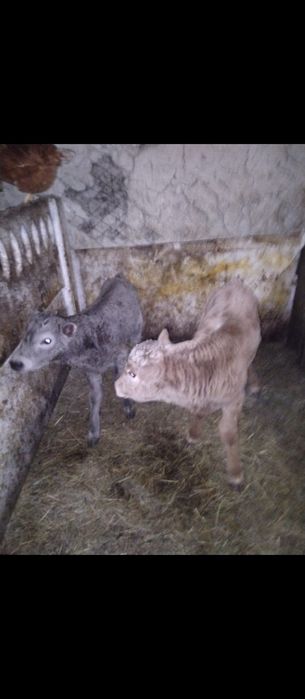 Продам тёлочку и бычка