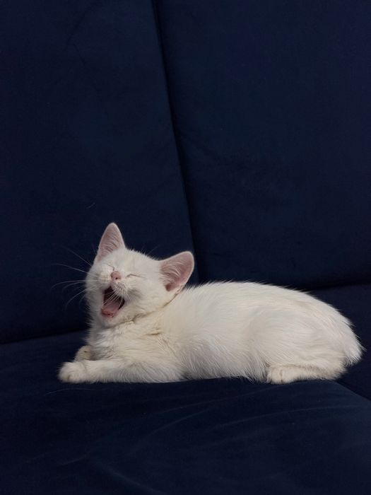 Котенок в добрые руки