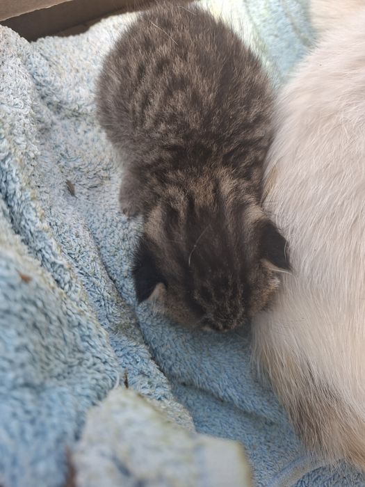 Отдам котят даром
