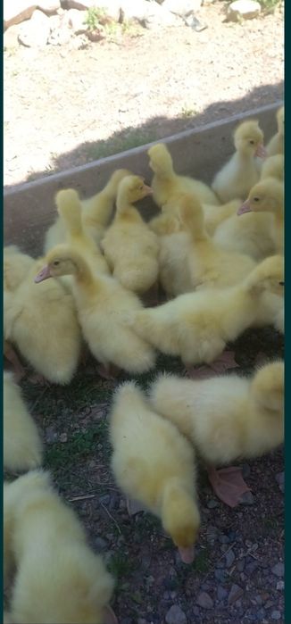 Продам гусят линда