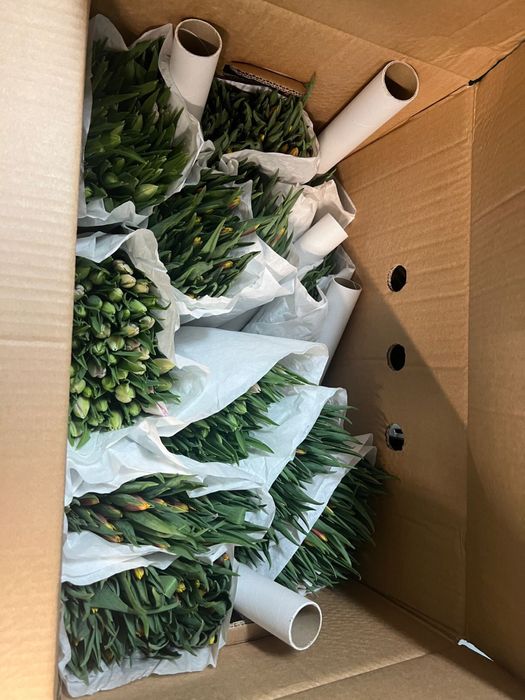 Свежие голландские тюльпаны