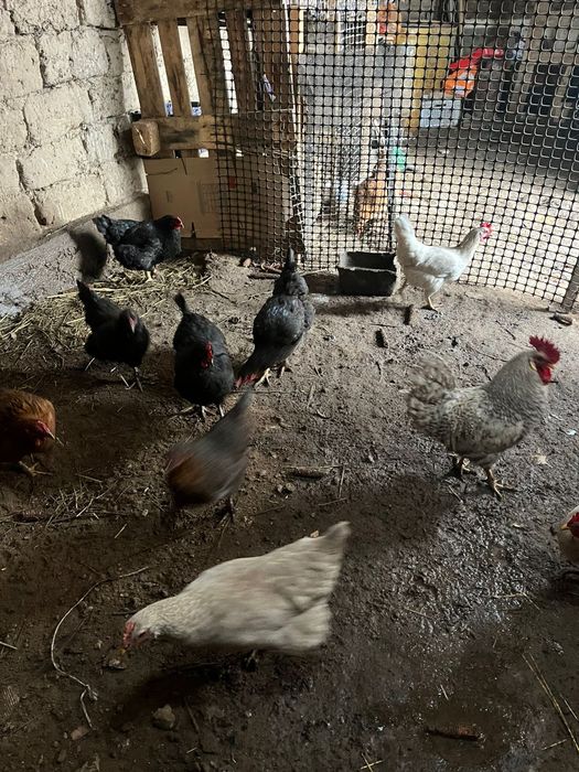 Куры домашние куры