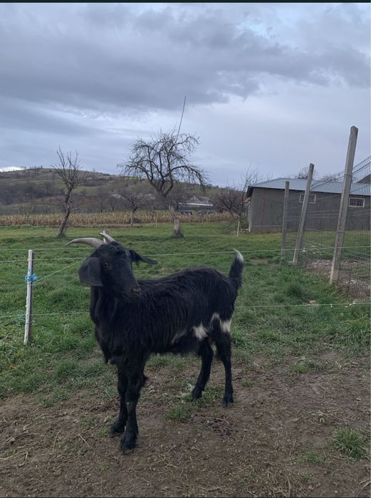 Vând doua capre gestante