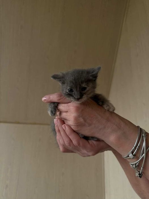 Красивые котята в хорошие руки