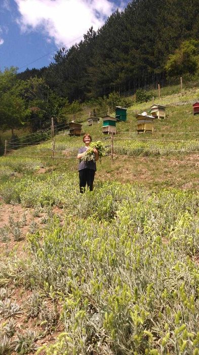 Мурсалски чай от производител