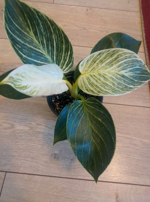 Комнатные цветы продам