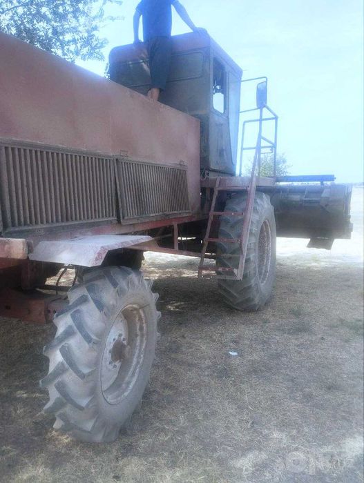 Беда ўргич жатка (Катон)