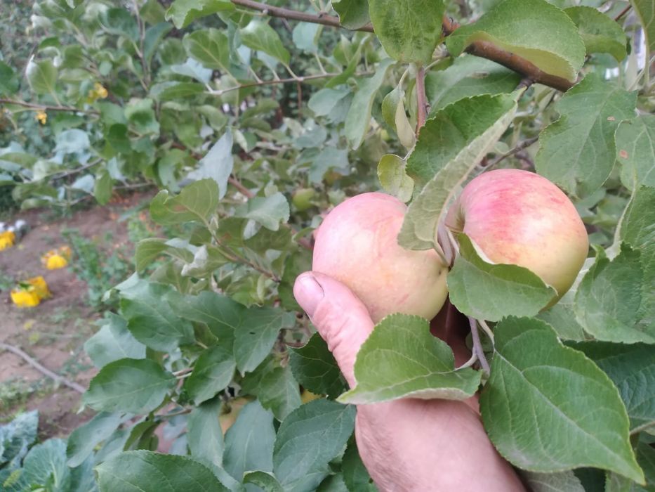 Продам дачу в садоводстве мелиоратор