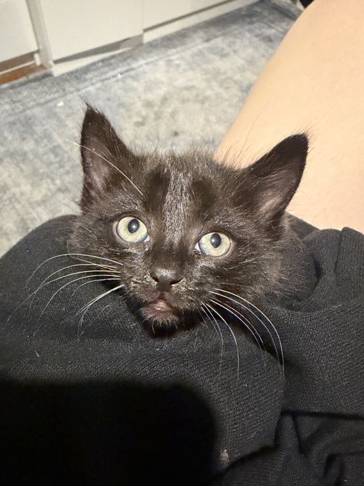 Котёнок в добрые руки