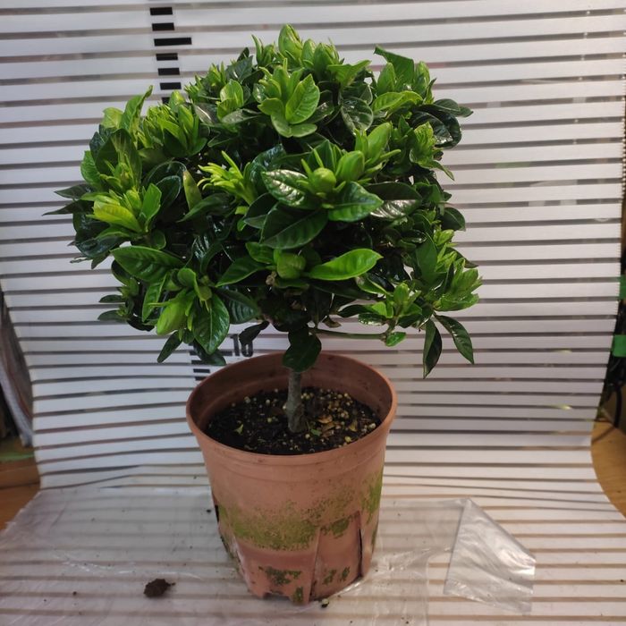 Гардения ( капский жасмин) разного размера