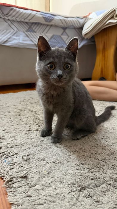 Котенок девочка серенькая, желтые глазки