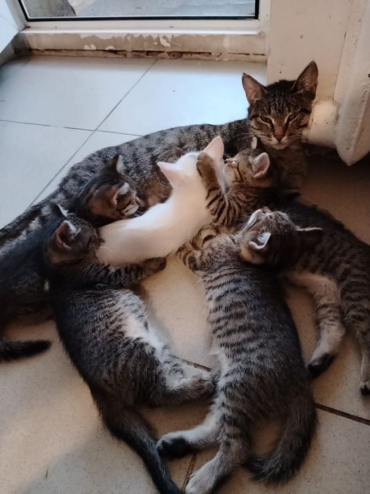 Котенки 2 мес отдаем добрые руки
