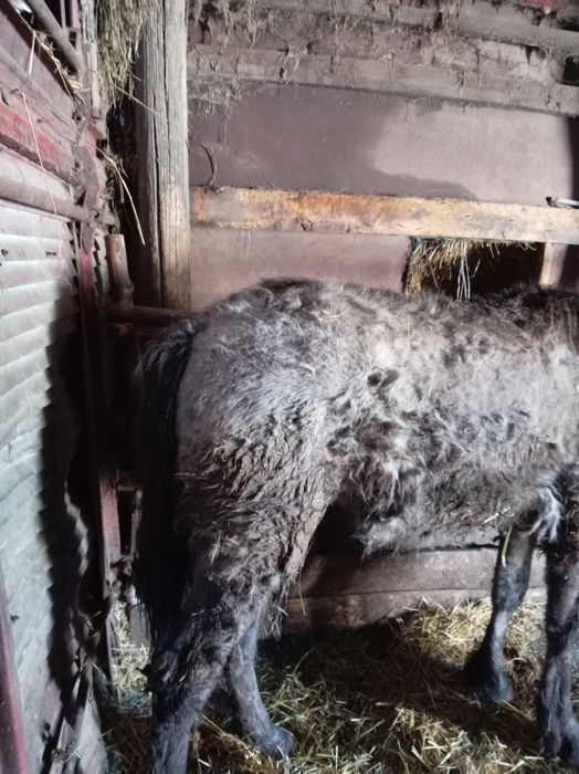 Продам тай с откорма