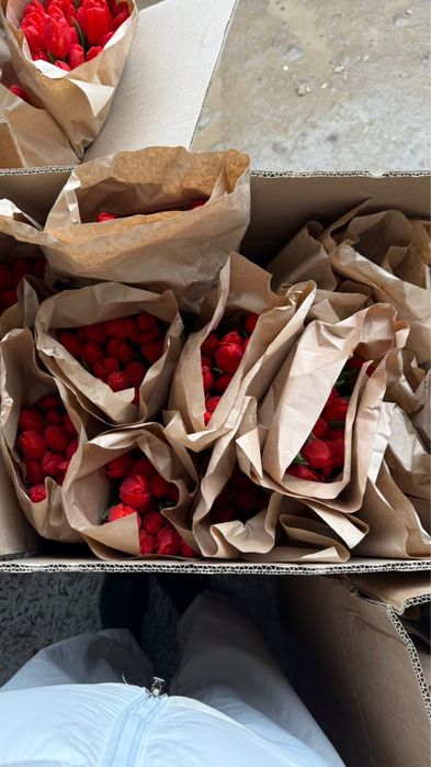 Тюльпаны бәйшешек