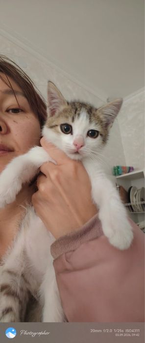 Отдам котят бесплатно