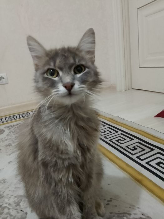 сибирская кошечка
