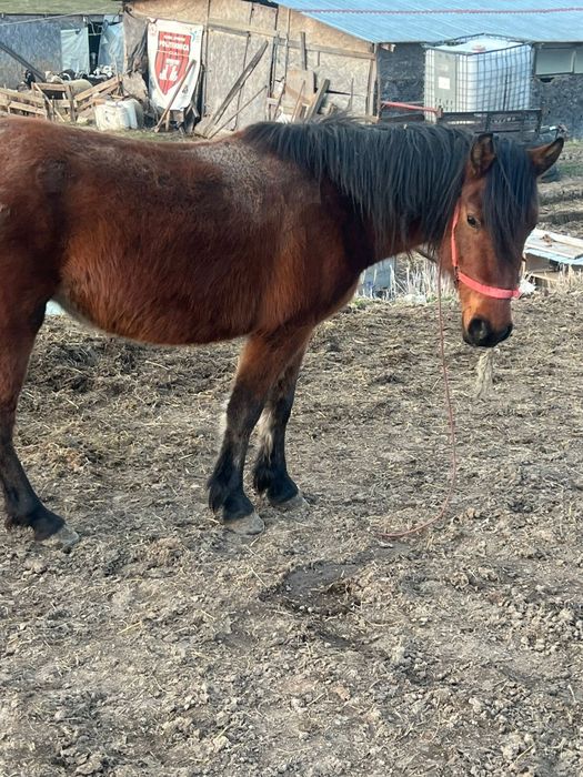 Schimb 2 manze de 2 și 3 ani cu vaca cu vitel