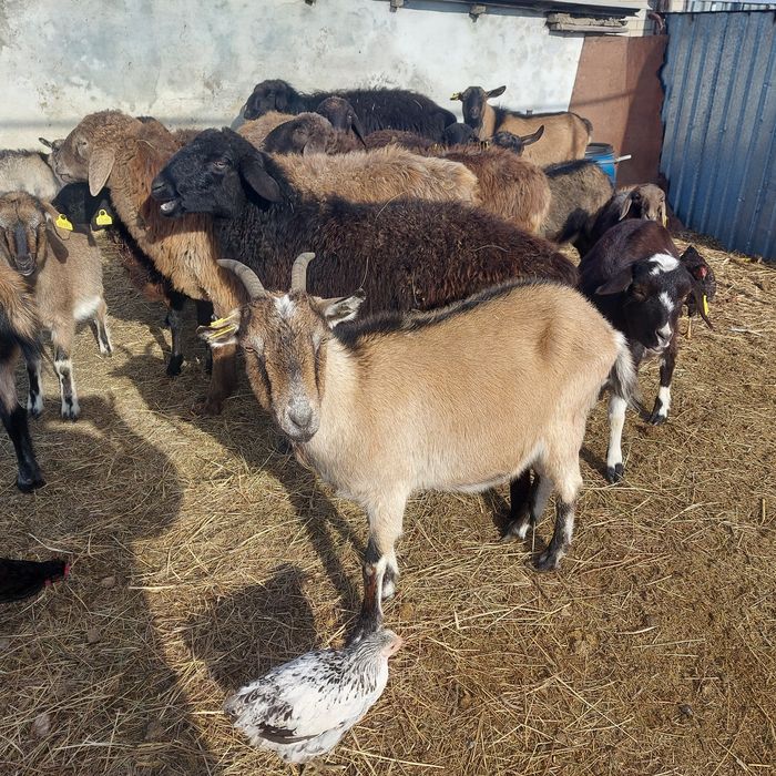 Сүтті буаз ешкі сатылады.