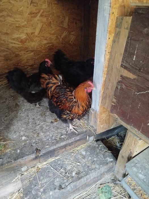 Vanzare pasari orpigton auriu