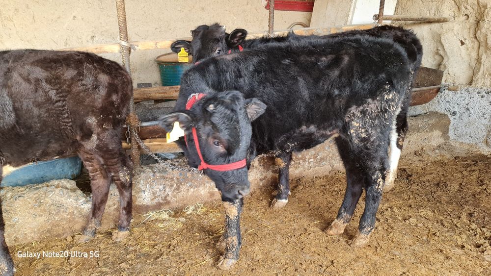 8 бас қашар сатылады