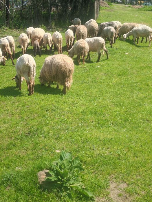Vând 40 de oi,la prețul de 550 de lei bucata
