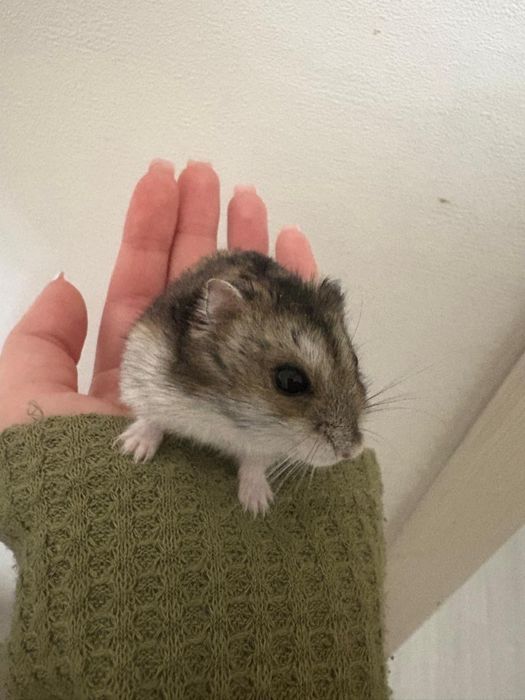 Продается Хомяк с клеткой