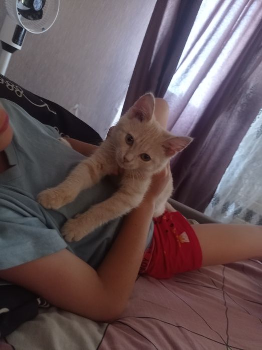 Продам котенка персикого цвета папа скотиш страйт,мама скотиш фолд,