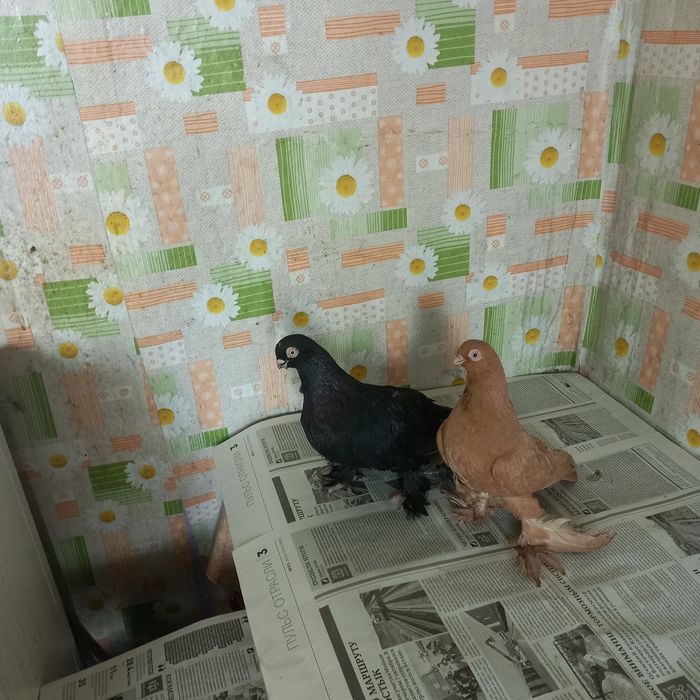 Голуби пара мелконосые