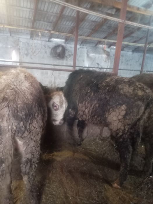 Откормда жемде тұрған букалар сатам