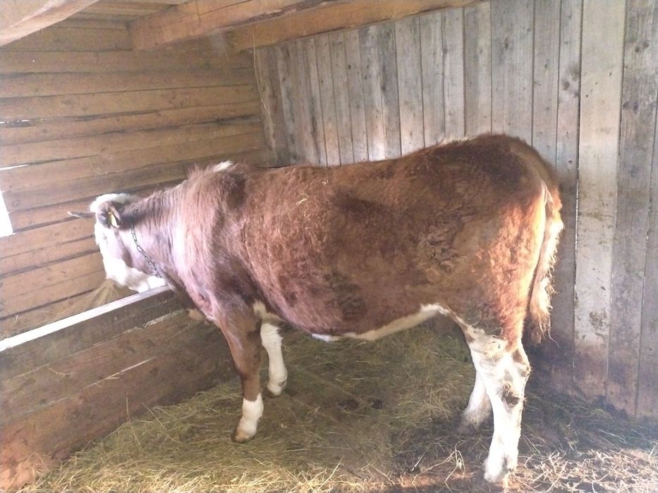 Vând vacă cu lapte și jurinca de un an și jumătate
