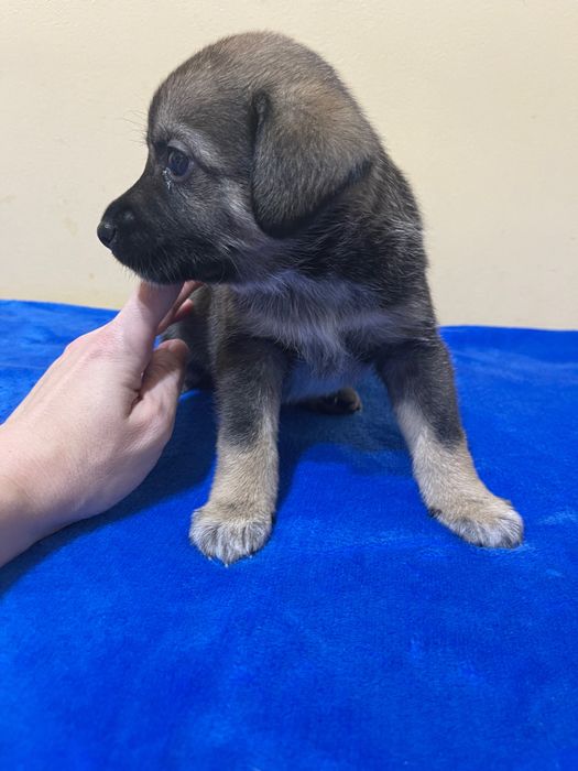 Щенки, рожденные 23.09.23