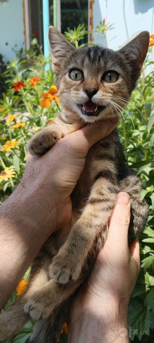 Продаются котята , оба мальчика.