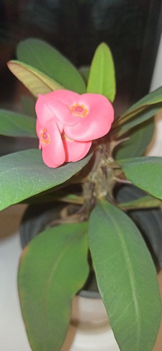 Цветы комнатные продам каланхоэ и другие