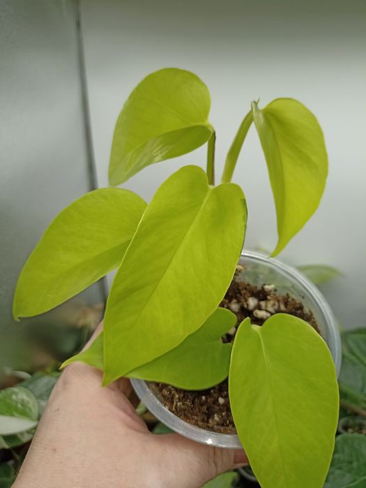 Комнатные растения