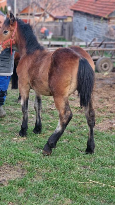 Vând iapa de 4 ani cu mânz de 5 luni