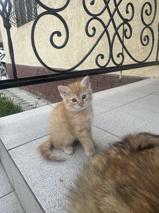 Сибирская Кошка с котенком