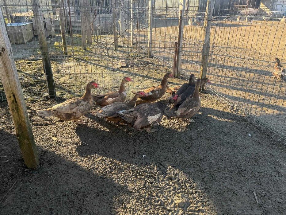 Vând Rațe ciocolati