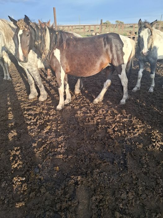 Продам кабыл 600000 тенге