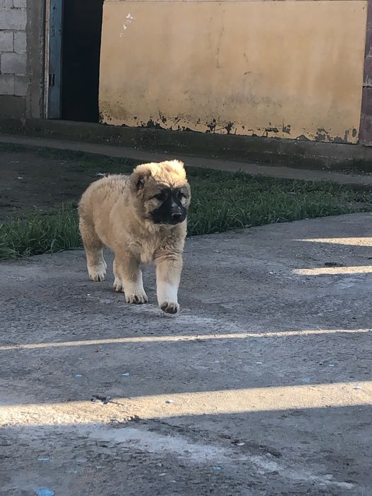 Скбака ит тобет