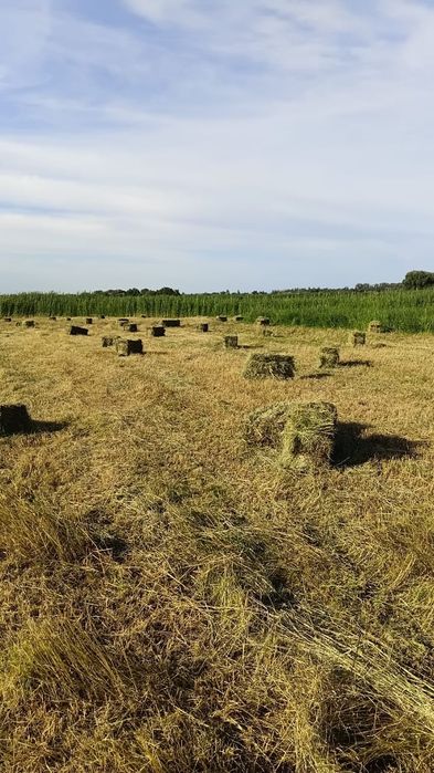 Продам сено разнотравье