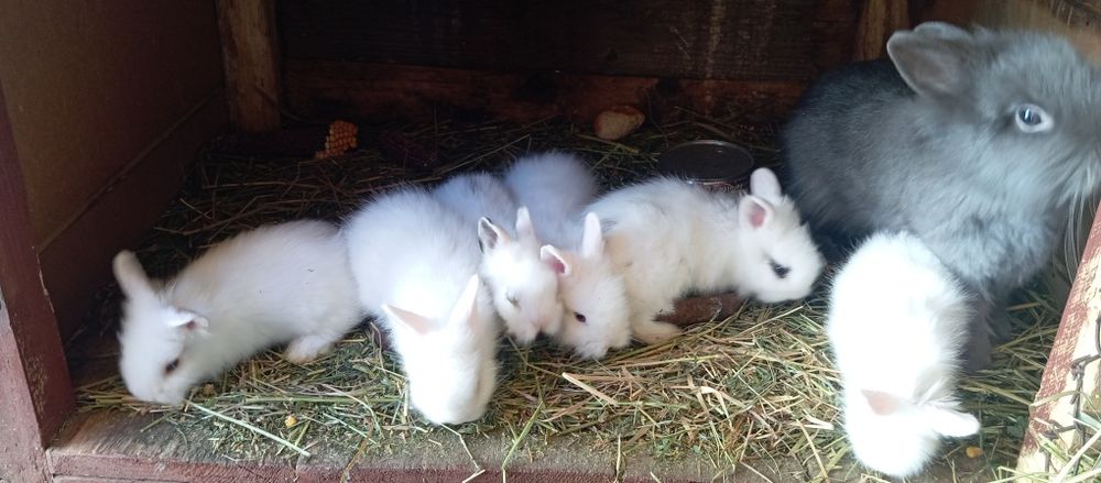 Iepurași pentru paste