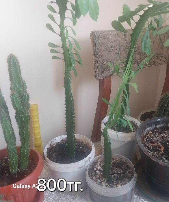 Комнатные цветы_кактусы