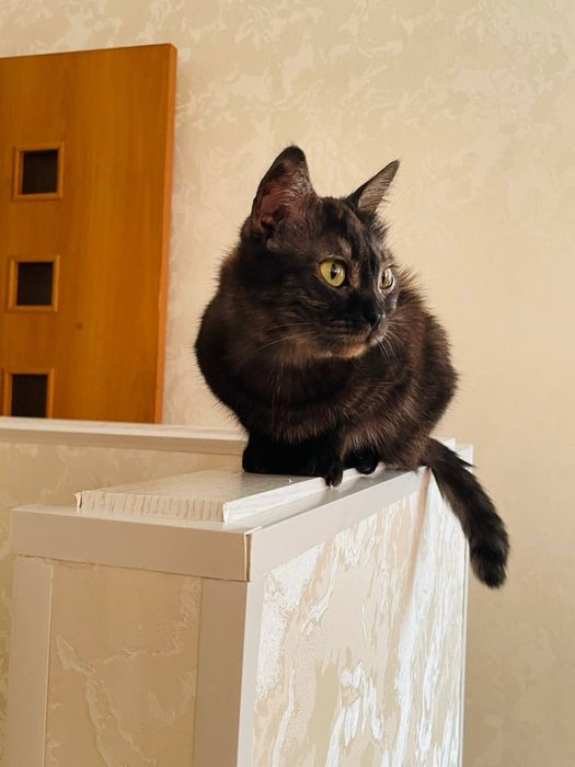 Ищем дом для ласковой кошечки