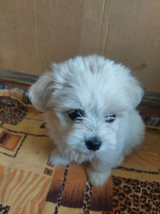 Bichon Havanez(băiat)