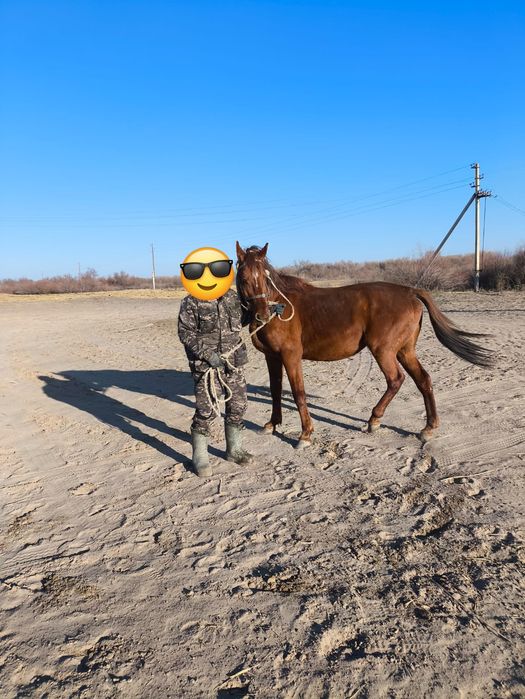 Керемет Айғыр сатылады